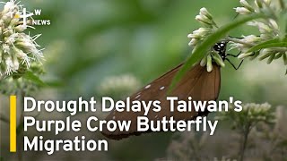 Drought Delays Taiwan's Purple Crow Butterfly Migration | TaiwanPlus News