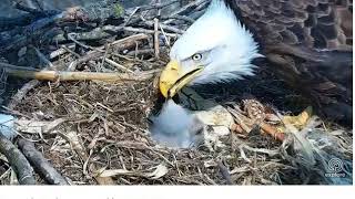 04 05 18~Decorah Eagle Cam~One more feeding and more bonking.