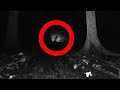 Suspicious haunted forest encounters..