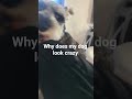 He's crazy