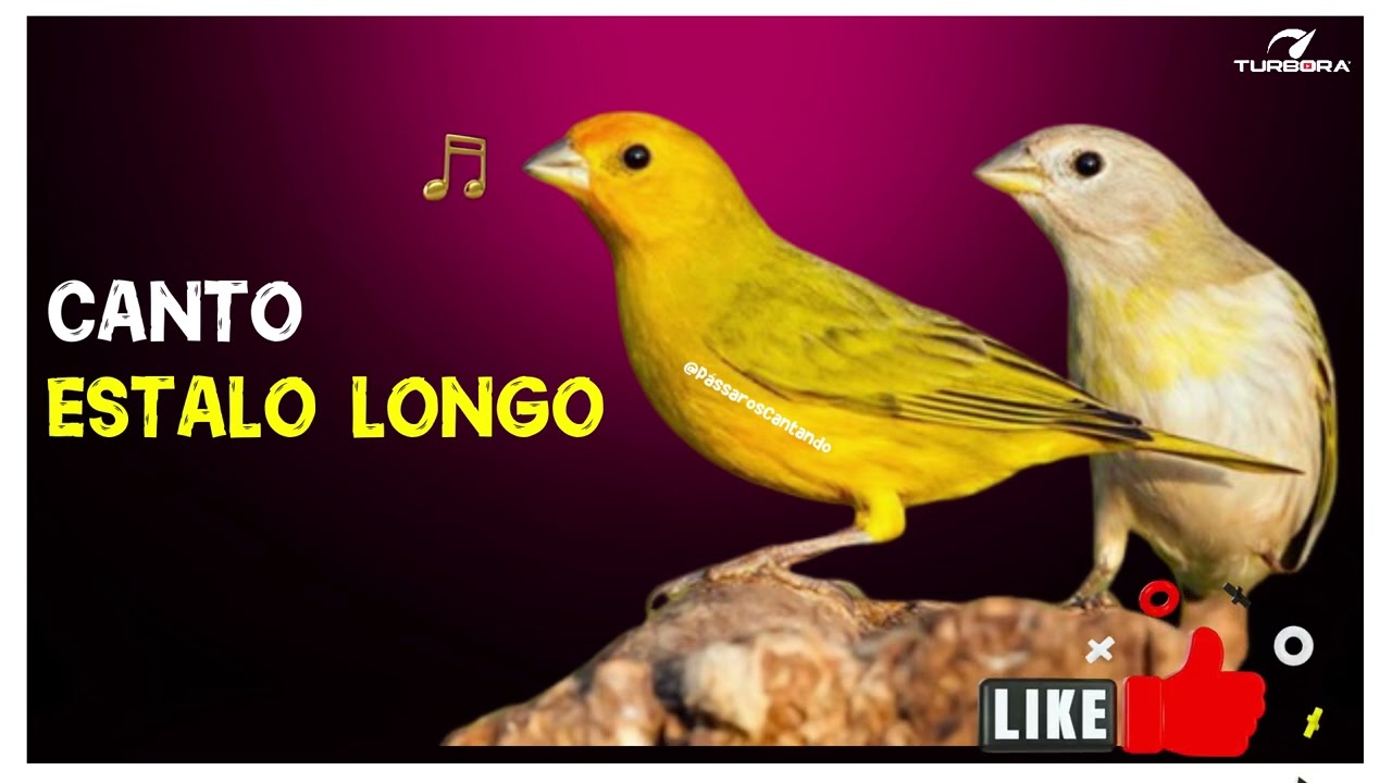 1 HORA DO CANTO ESTALO LONGO DO CANÁRIO DA TERRA PARA TREINAMENTO - Pássaros Cantando