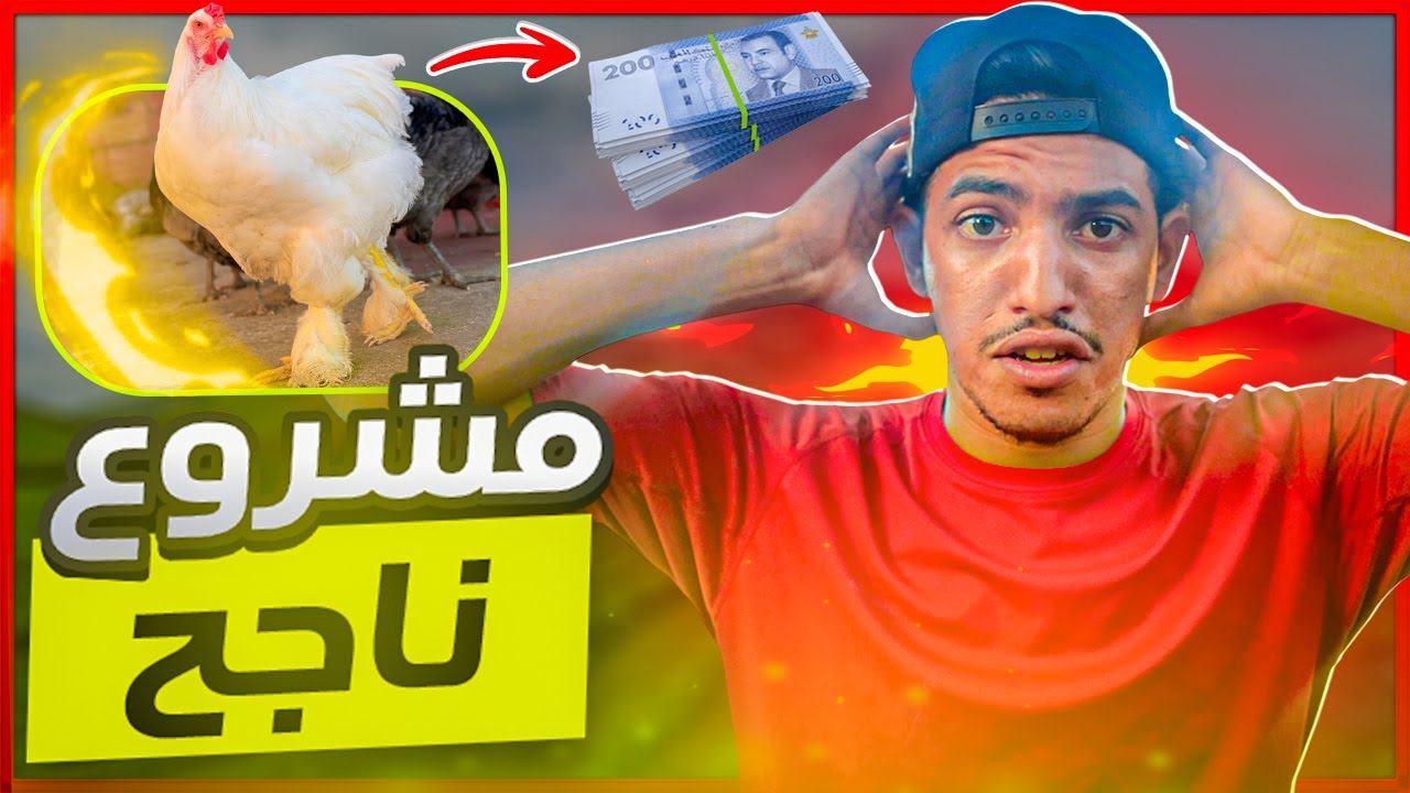 أنواع الدجاج البلدي والحر في المغرب 🐔 | أفضل سلالات للتربية والربح في 2025!