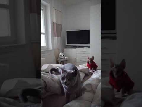 Bkh uns sphynx - YouTube