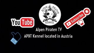 Apbt Puppies Start Into A New World