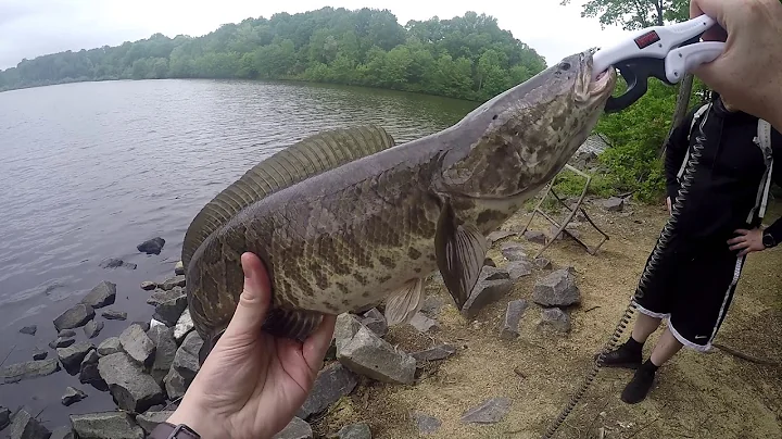 Catching my FIRST Northern Snakehead!! (Huntsman L...