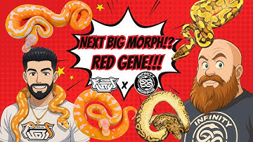 Is RED GENE The Next BIG Thing in Ball Pythons!? RED GENE CLOWNS, DREAMSICLES & MORE!!!