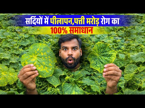 सर्दियों में पत्ते में पीलापन और लीफ कर्ल ? जानिए इसका 100% इलाज