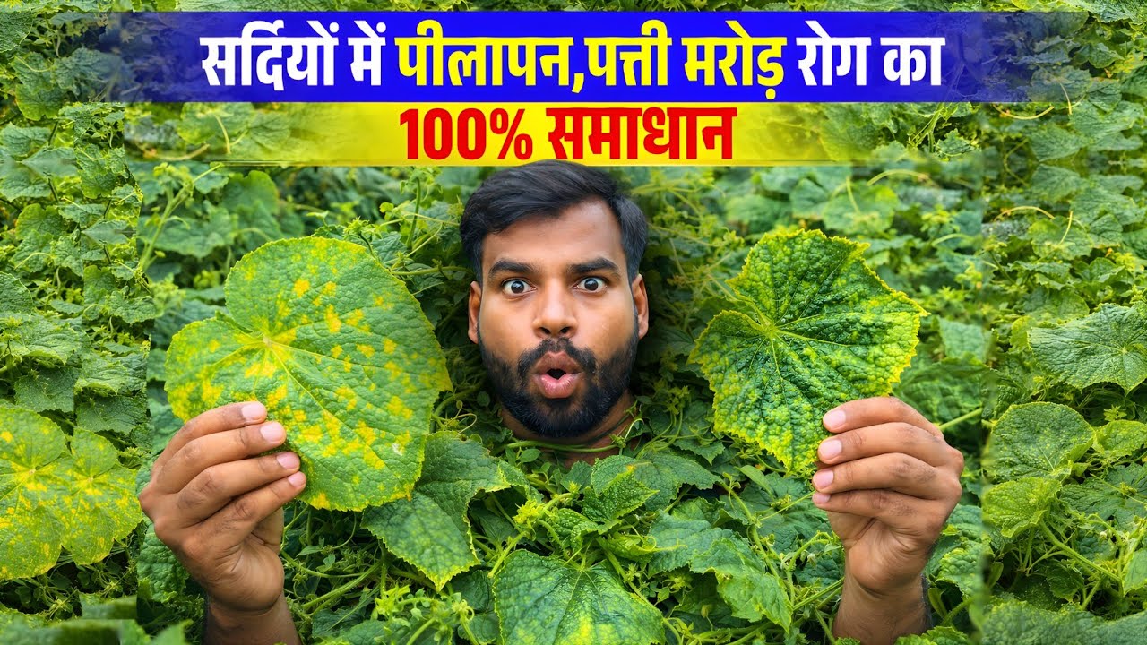 सर्दियों में पत्ते में पीलापन और लीफ कर्ल ? जानिए इसका 100% इलाज 