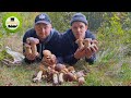 Steinpilze sammeln 🍄 Pilzeskalation🍄 Tipps & Tricks