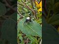 Locals call them silver spiders, believing them to be animated coins of the spirits.