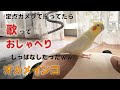 【作業用にどうぞ】オカメインコよるくん10分間歌とおしゃべりであなたを癒します♡ノーカット編集