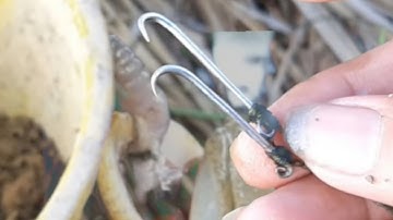 Câu lươn/hướng dẫn làm lưỡi câu và dây câu lươn khủng tập78/instructions for making eel hooks