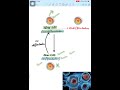 How Cells Change Identity? Stem Cell Differentiation Explained #BiologyShorts  #lifescience #neet