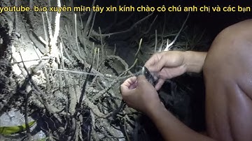 gỡ lưới cá chốt. bảo xuyên miền tây