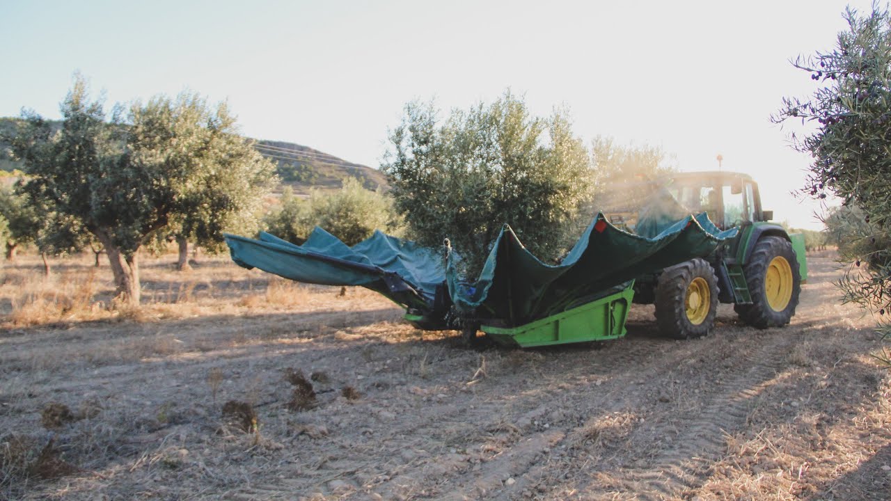 Cosecha Mecanizada de Aceituna - Aceite de Oliva Verde 2020