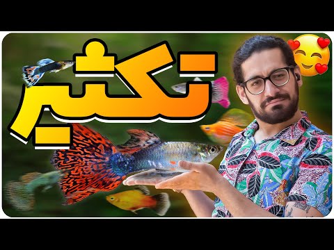 روش تکثیر ماهی های زنده زا گوپی مولی پلاتی