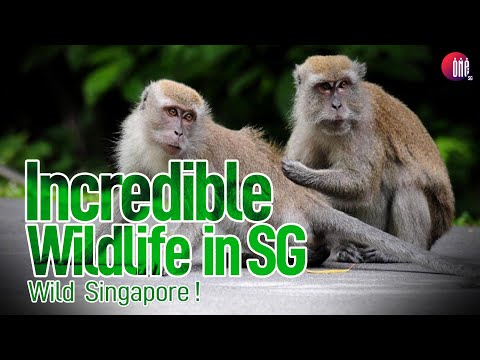 Vidéo: Y a-t-il des macaques à Singapour ?