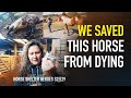 Horse Shelter Heroes | S2E29 | AUCTION RESCUE