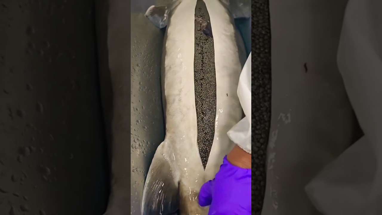 The World's Most Expensive Fish Eggs!  | Almas Caviar Explained 