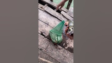 Câu ngò rí dính cá mè vinh