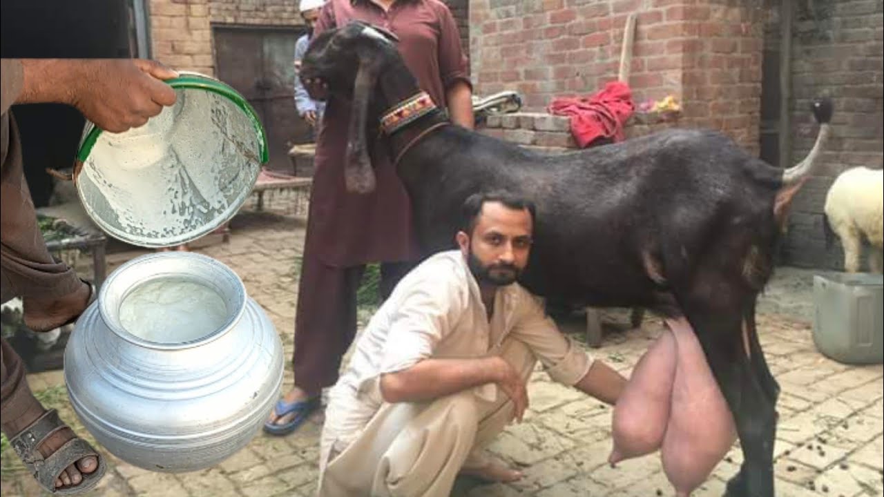 Highest Milking Goat Milk Competition University of Agriculture, Faislabad  - YouTube