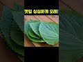 깻잎, 이렇게 보관하면 싱싱해요#깻잎 #보관법 #손질법