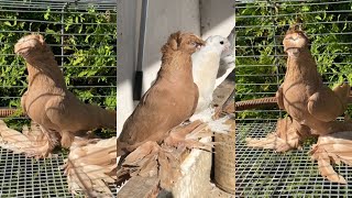 :    ,    ?  . Tauben. Pigeons