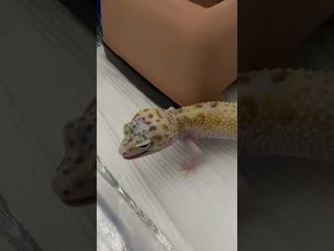 よく食べるレオパ　#かわいい #レオパードゲッコー #ヒョウモントカゲモドキ #reptiles