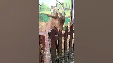 Fillatio The Goat 