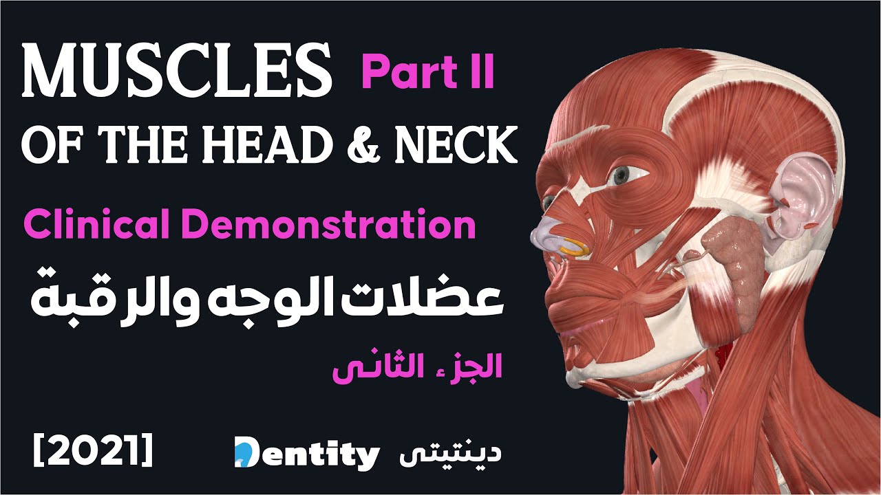 تشريح عضلات الوجه والرقبة | Muscles of Head and Neck | PART 2 |