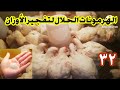 عمر ٣٢ يوم بديل هرمونات ومنشطات المزارع لزيادة وزن الفراخ البيضاء ٣ مرات في الأسبوع هيوصلو ٣ كيلو