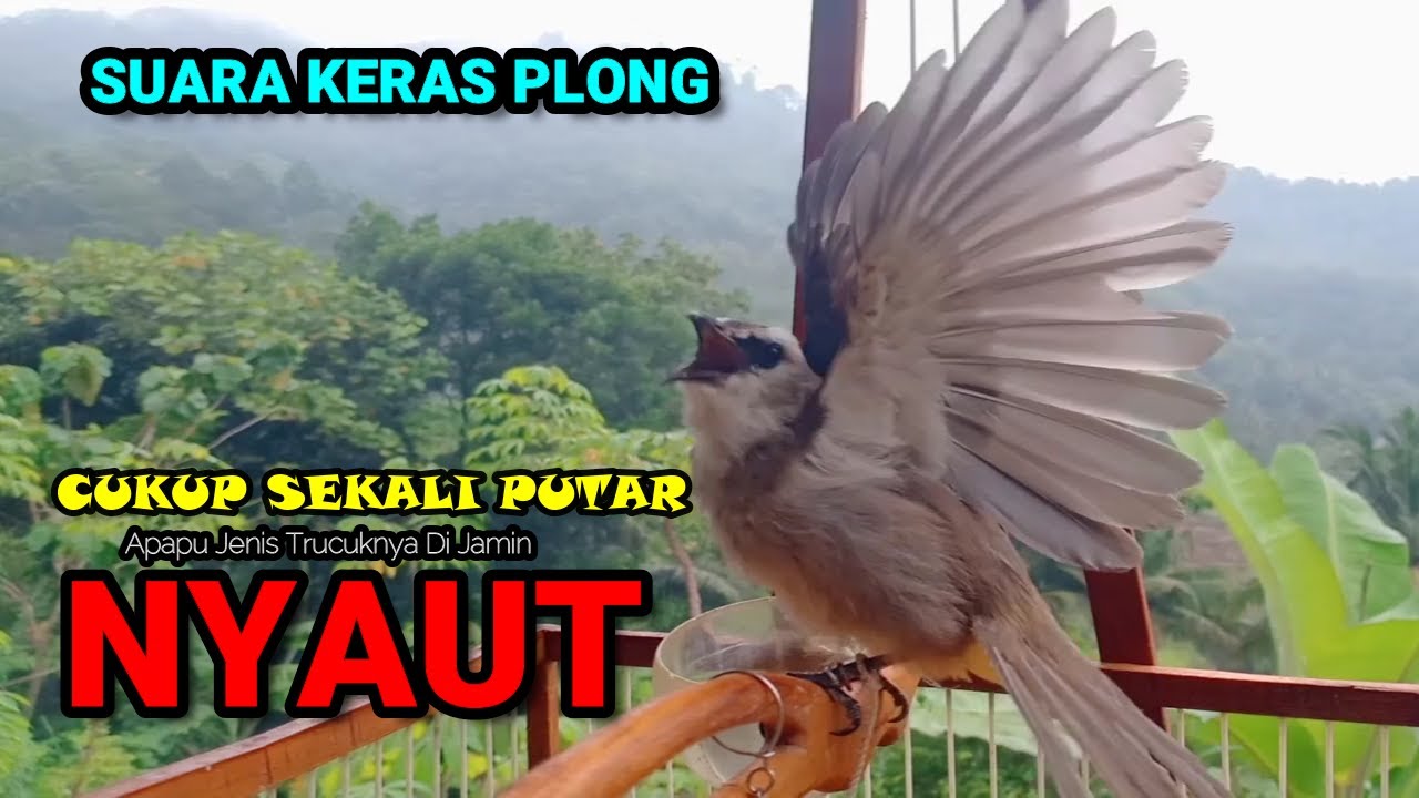 🔴TRUCUKAN GACOR ROPEL PANJANG | MASTERAN TRUCUKAN | PACINGAN AGAR BUNYI ...
