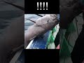 深海800mにイカを丸ごと沈めてみた