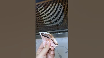 Công dụng của vỏ bưởi mà bạn chưa biết #trending #meohay