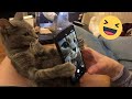 Funniest cats and dogss   best funny animals 2024 12