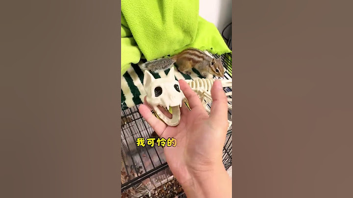 【#小松鼠普洱】什么?猫咪被松鼠吃了?#猫和松鼠 #小松鼠普洱