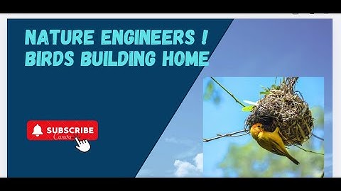 Birds Building Nests | Nature’s Little Engineers | Beautiful Nature Short Video