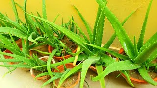 Rain Care of Aloe Plant | All About Aloevera | Aloe Vera Problems During Monsoon | Rainy Season Care