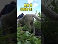 6개월 강아지 (밭일 할 때 든든한 보호자) #shorts #강아지 #반려견 #애견영상