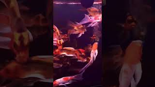 #music #fish #aquarium