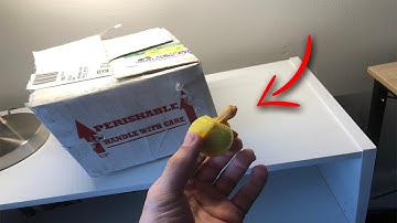I Ordered RARE ALBINO TURTLES In The Mail...