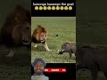 Warthog's Revenge🤡 (Revenge part 12) #wildanimals #wildlife