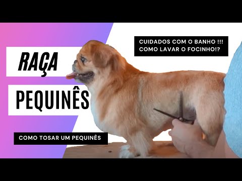 Vídeo: Como Cortar Um Pequinês