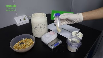 Zearalenone Rapid Test - Detection of Zearalenone in Corn - BALLYA