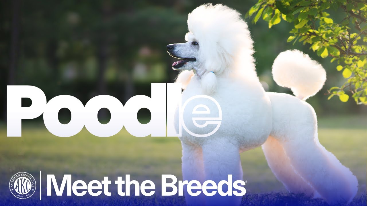 Everything You Need to Know About the Poodle | AKC Meet the Breeds