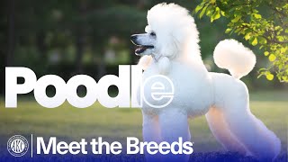 Everything You Need to Know About the Poodle | AKC Meet the Breeds