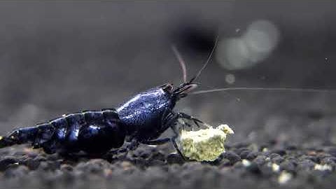 Hướng dẫn chăm sóc khi tép mang bầu