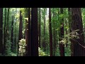 Coastal Redwoods of California by drone