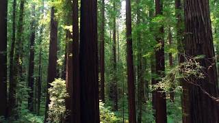 Drone flight through the lower levels of a coastal redwood tree grove
in humboldt county, ca. flying dji phantom 4pro among some tallest
trees on ...