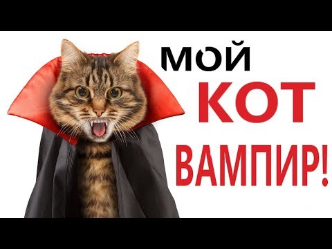 Лютые приколы. МОЙ КОТ ПРЕВРАТИЛСЯ В ВАМПИРА! СМЕШНЫЕ ЖИВОТНЫЕ! - Domi Show